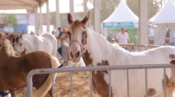 مهرجان الأنعام الأول: خطوة نحو تعزيز الأمن الغذائي ودعم المربين في المملكة