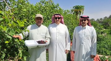 أسواق الأحساء تتألق بالتوت الأحمر وجاذبية 'الحامض حلو' تستهوي خليجياً
