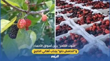 زراعة التوت الأحمر تنعش أسواق الأحساء وتجذب محبي الفاكهة في الخليج