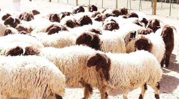 الرقابة التقنية تطلق مرحلة جديدة في تداول الماشية بأسواق النفع العام